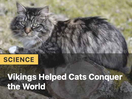 What the Fact: Vikings Helped Cats Conquer the World
